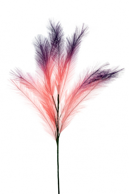 FEATHER PINK PURPLE